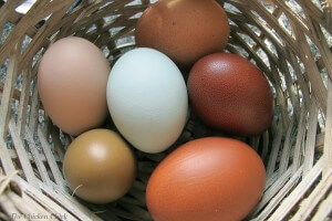 Eggs – The Most Balanced and Nutritious Food